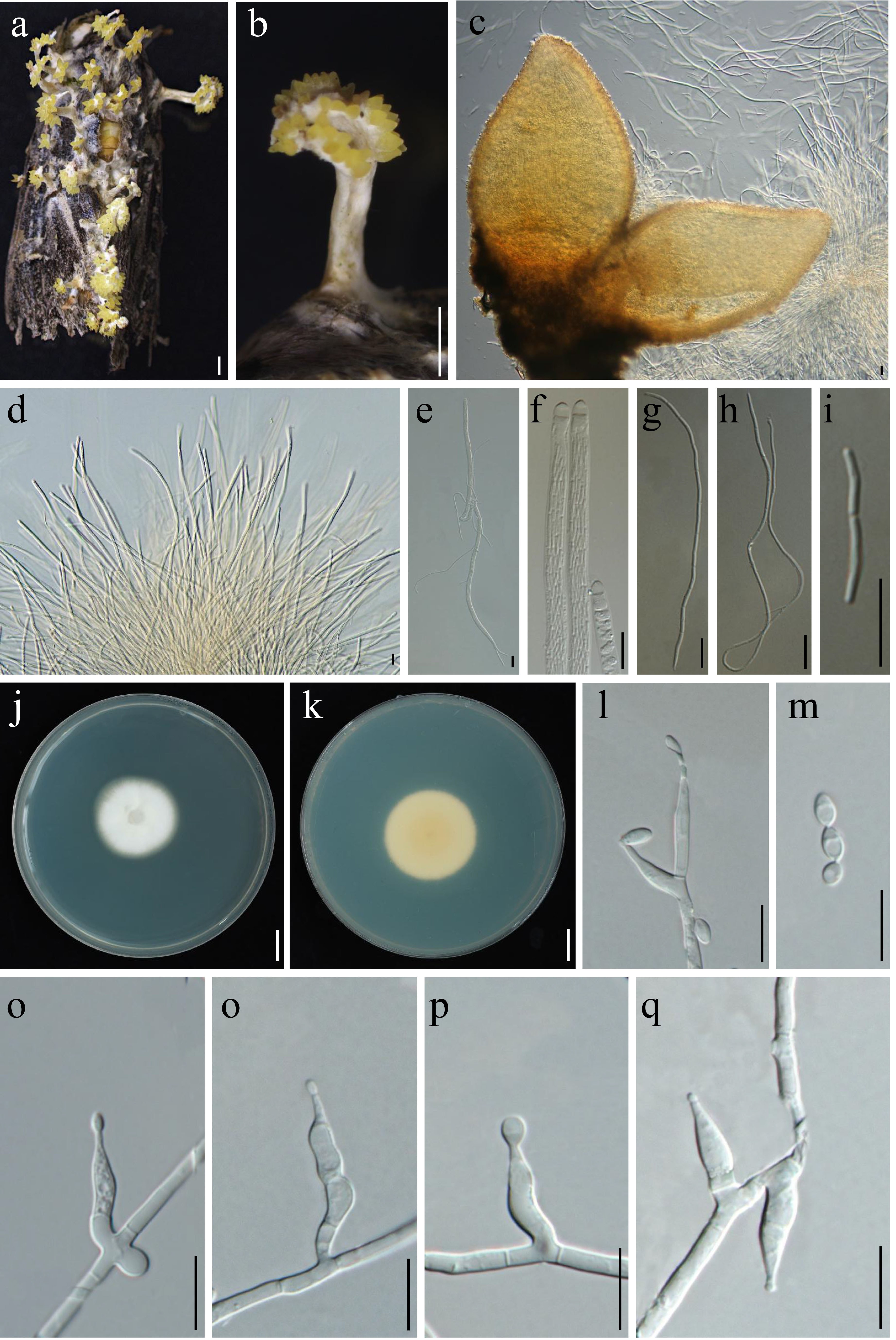 Figure 60